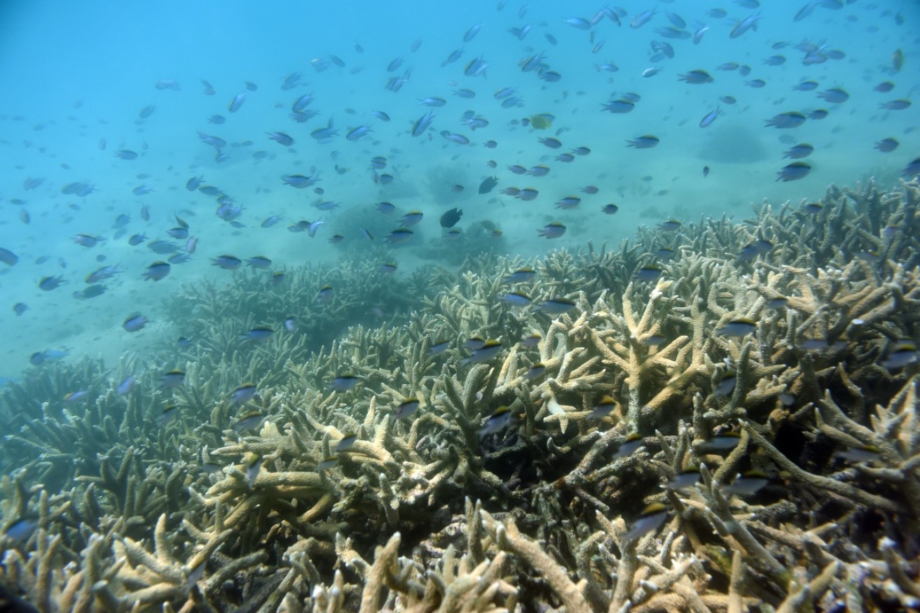 Coral recovery has been halted across the Great Barrier Reef after a warmer-than-expected year.