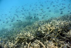 Scientists say more needs to be done to save reef