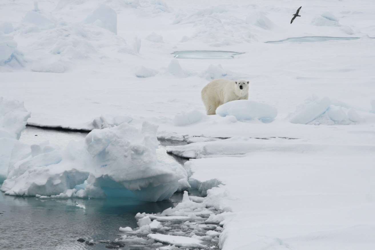 A polar bear attacked a campsite in Norway’s Arctic Svalbard Islands, injuring a French tourist. 