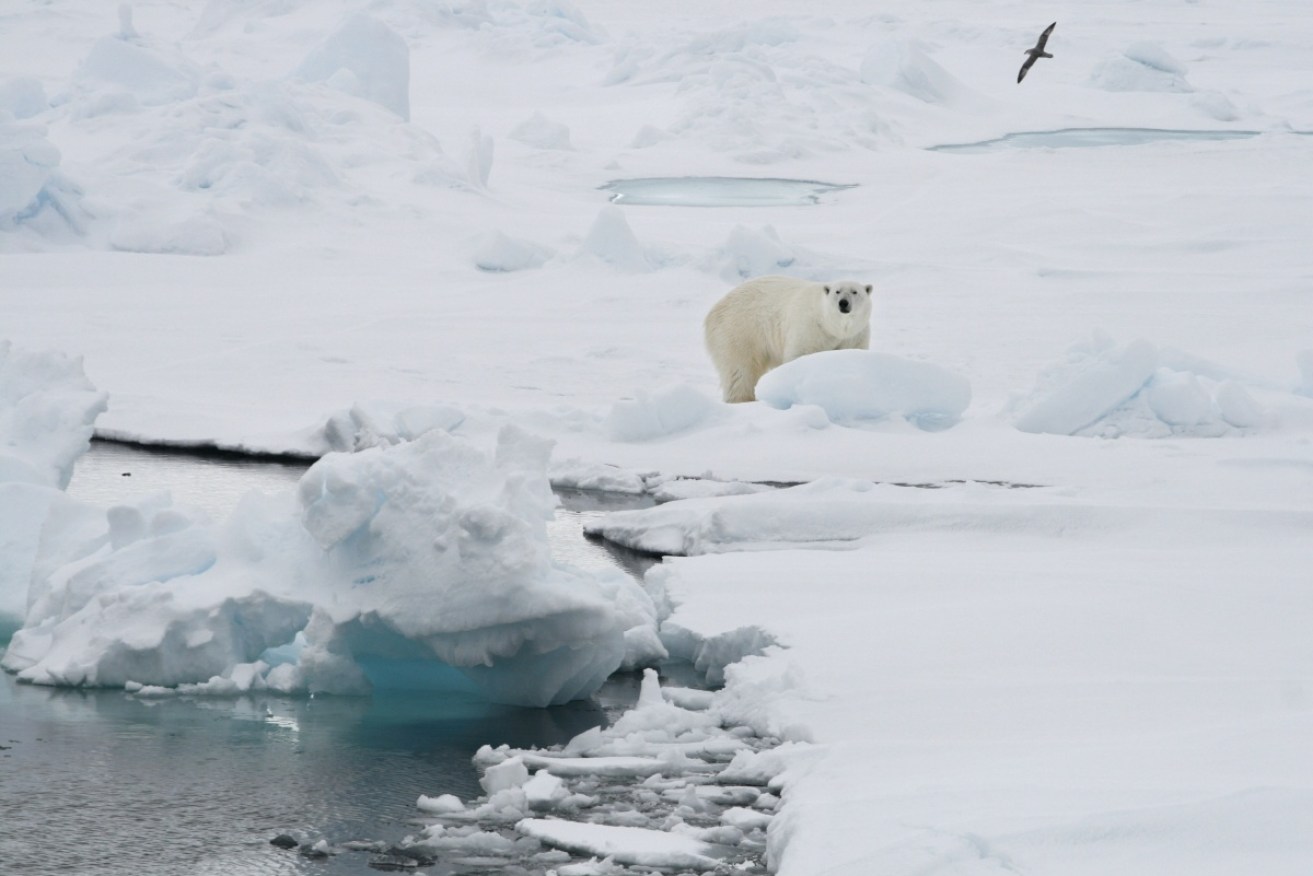 A polar bear attacked a campsite in Norway’s Arctic Svalbard Islands, injuring a French tourist.