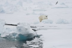 Alarm as polar bear injures tourist in Norway