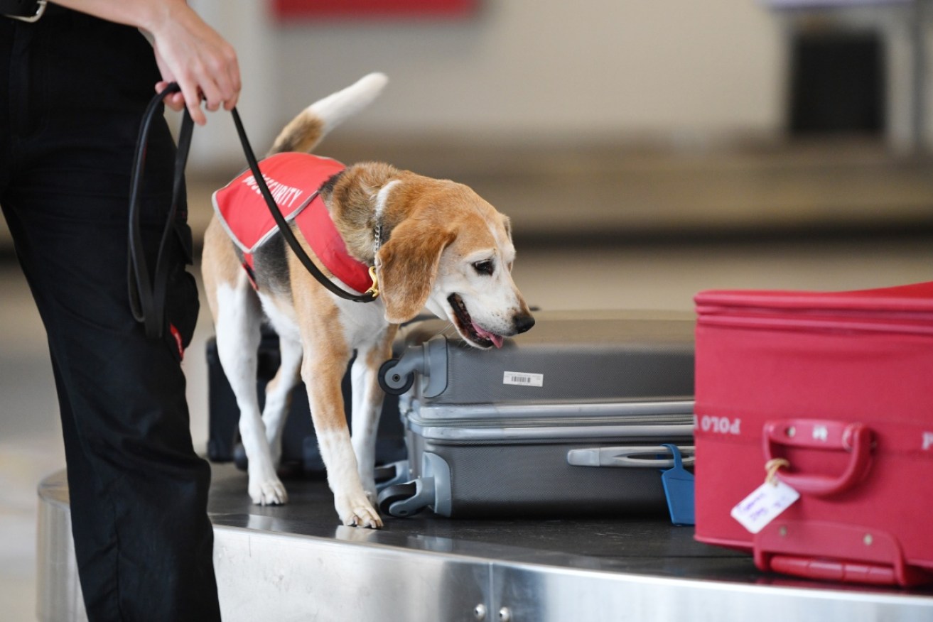 Detector dogs have been put in place at airports to help stop foot and mouth disease.