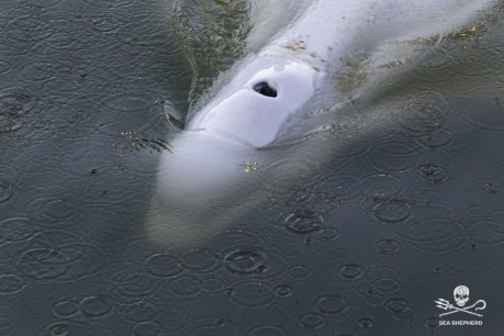 Beluga whale pulled from Seine dies during rescue