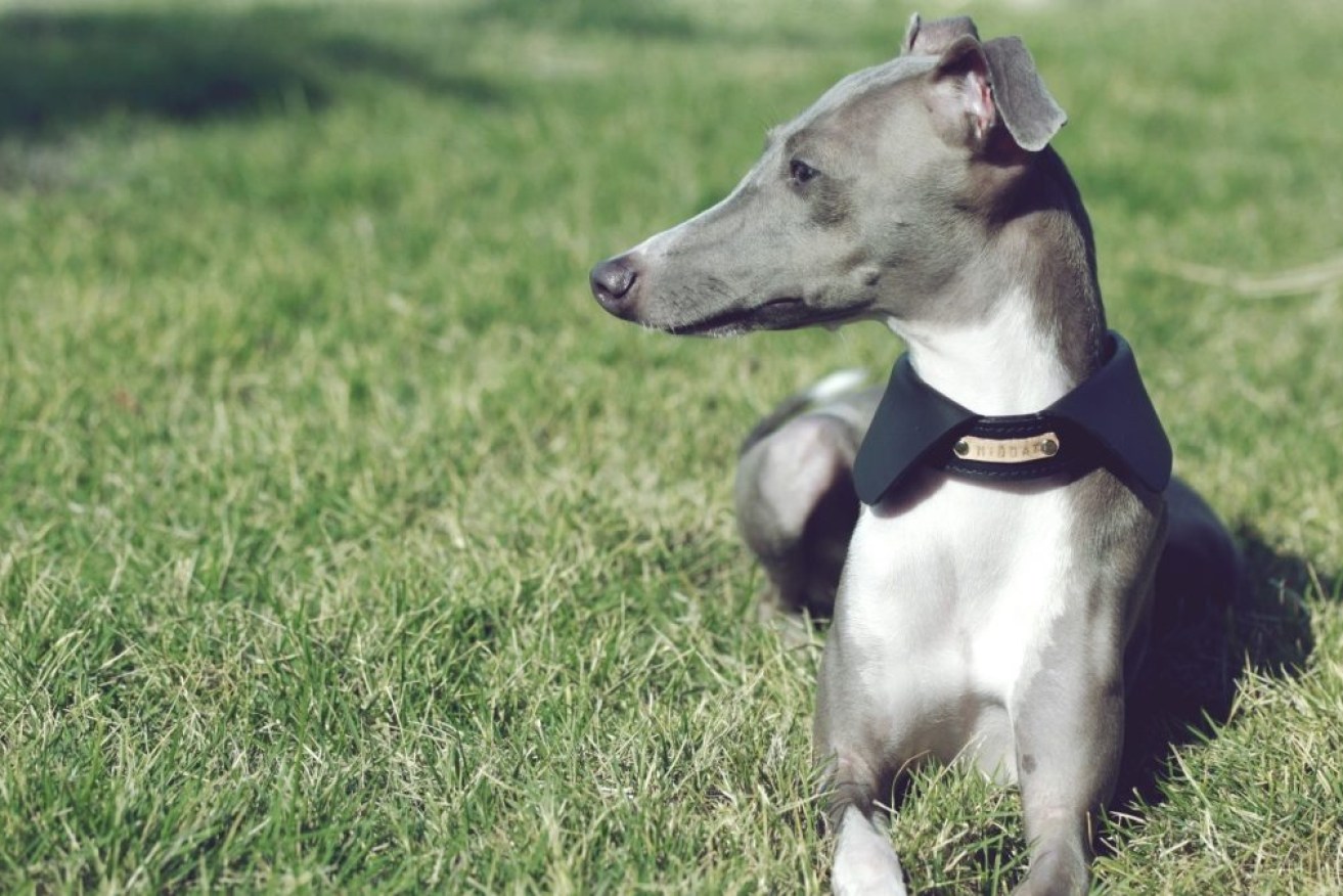 An Italian greyhound contracted monkeypox in Paris. 