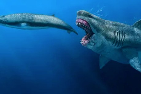Ancient megalodon super-predators could swallow whole a great white shark