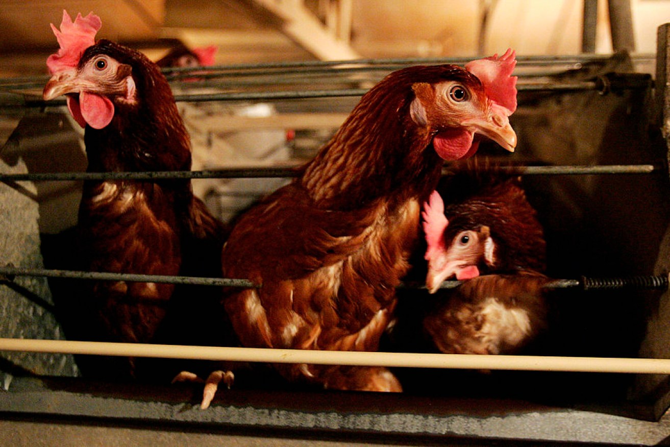 The RSPCA called the ban of battery cages a "historic win".