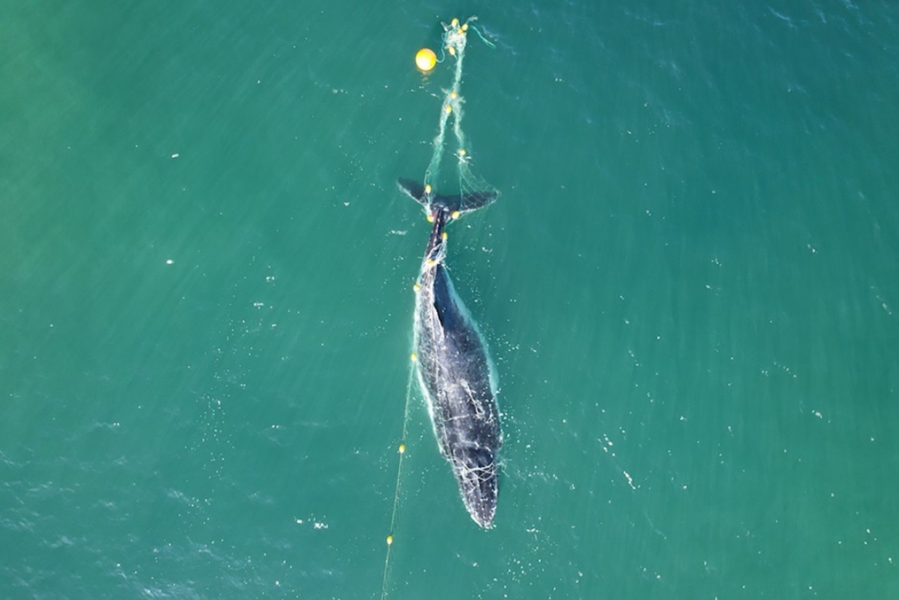 Shark nets catch non-targeted species such as whales, dolphins and turtles.