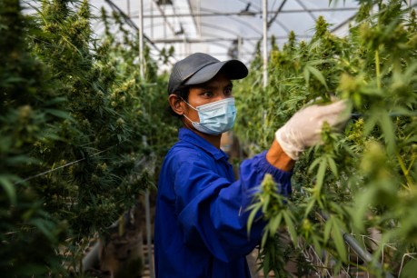 Thais urged to grow cannabis – but not smoke it