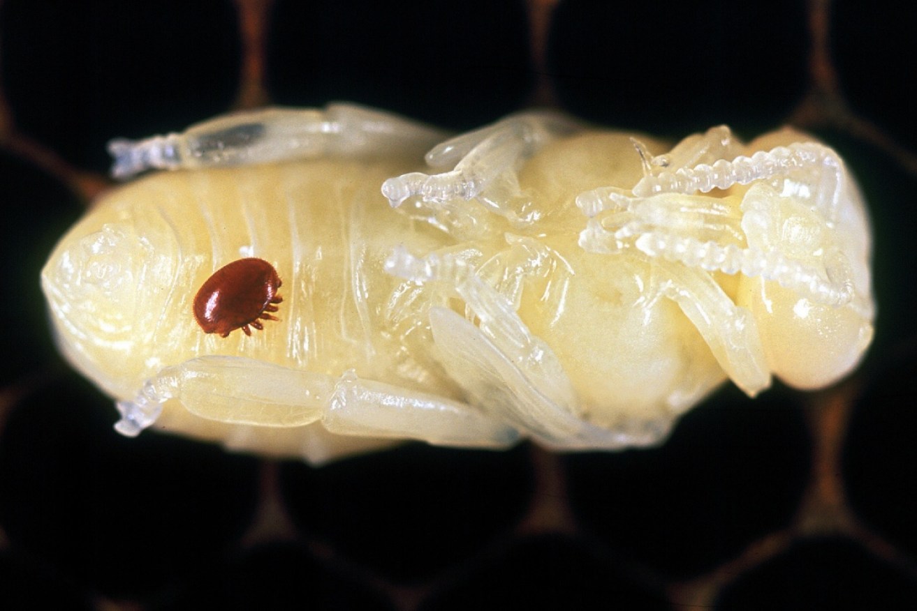 Biosecurity co-ordinators say Australia is on track to eradicate the varroa parasite from beehives.