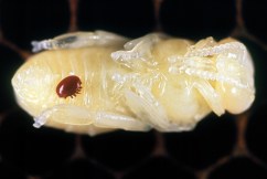Eradication of bee varroa mite ‘very achievable’