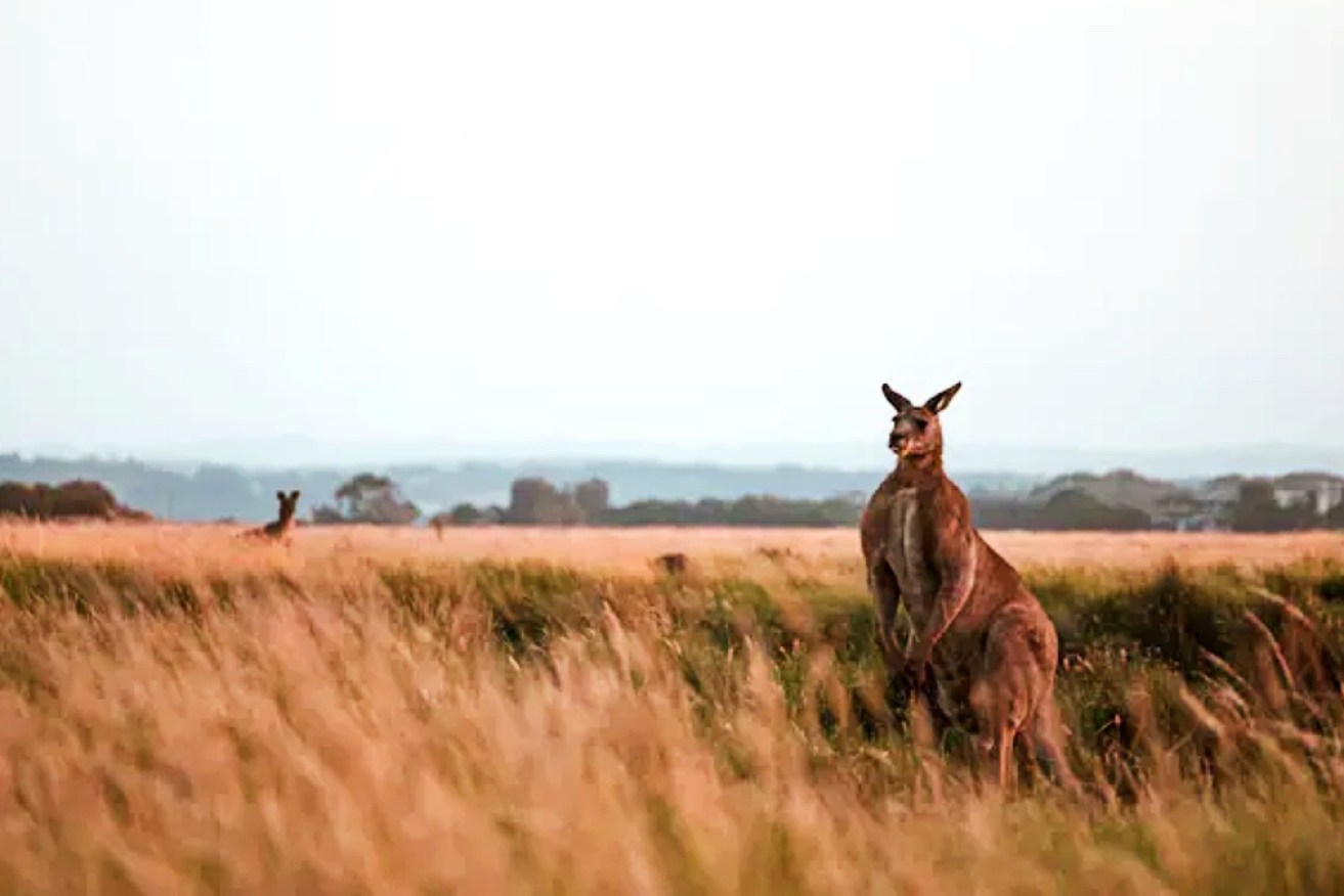 An adult male kangaroo may view our upright stance as a serious challenge, and if large and confident, may escalate and attack.