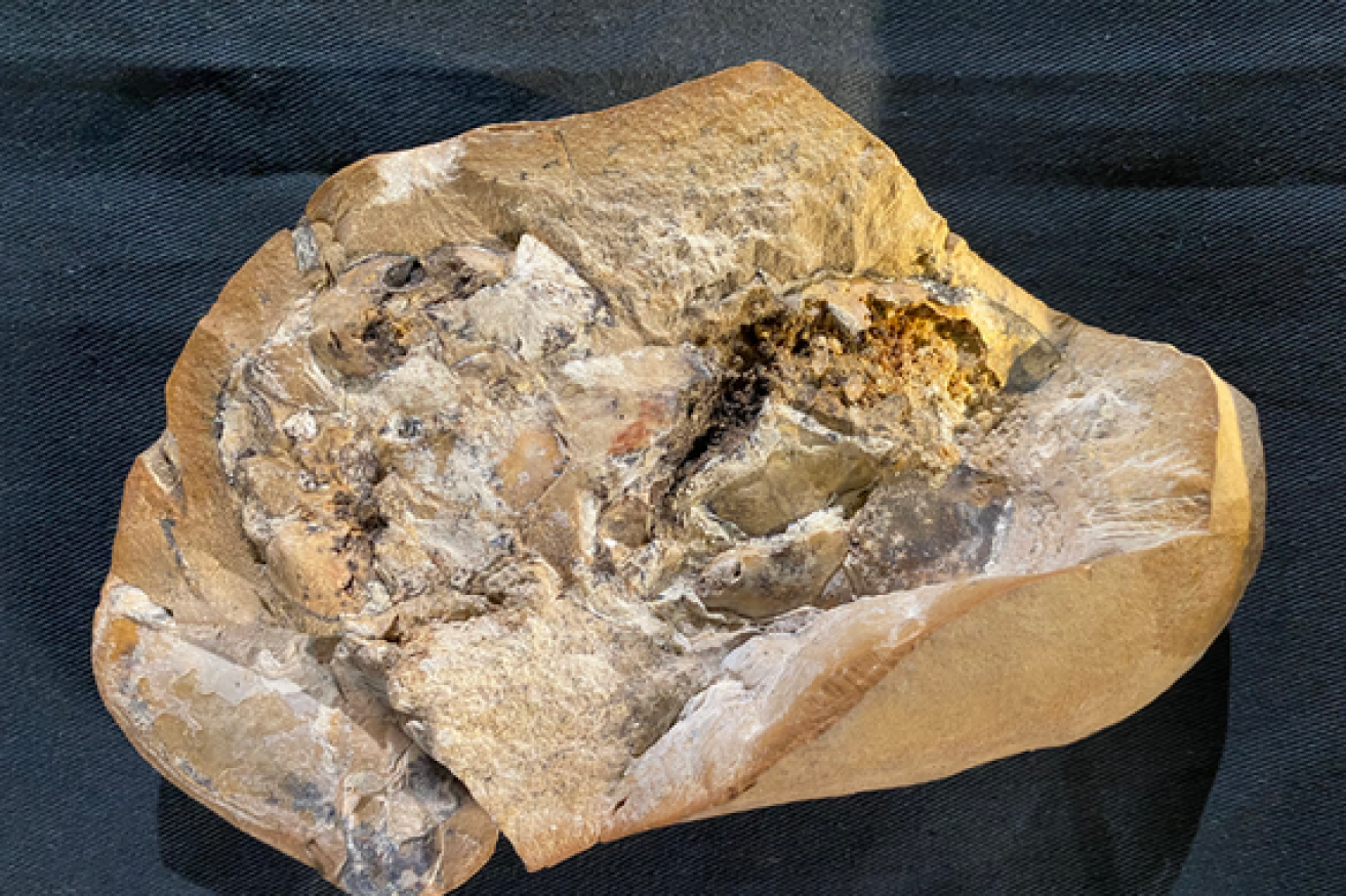 Locked inside what the untrained eye would mistake for a simple rock is a clue to the evolution of the world's species. <i>Photo: Curtin University</i>