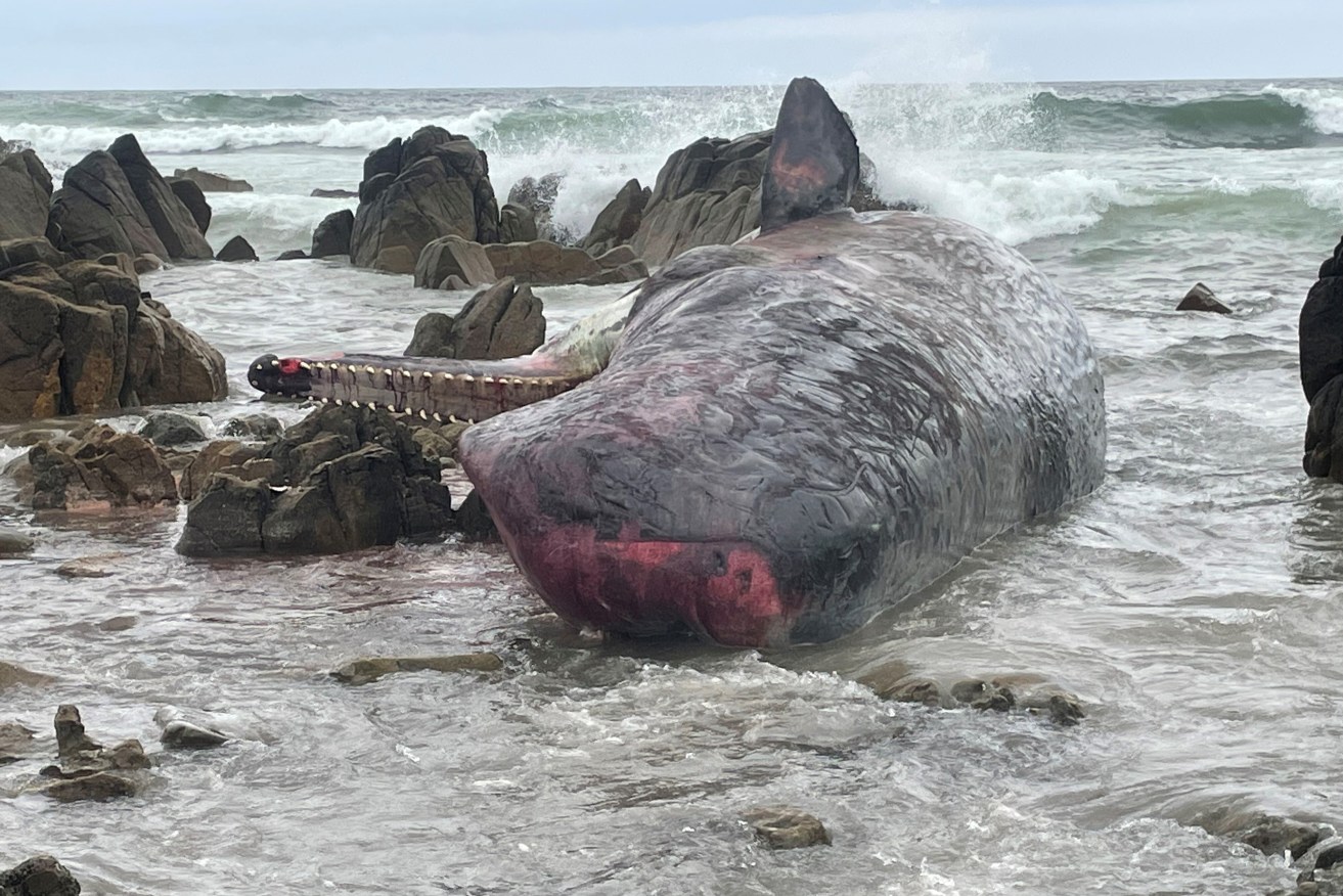 Experts are still trying to analyse the cause of 14 dead whales washing up at King Island. 
