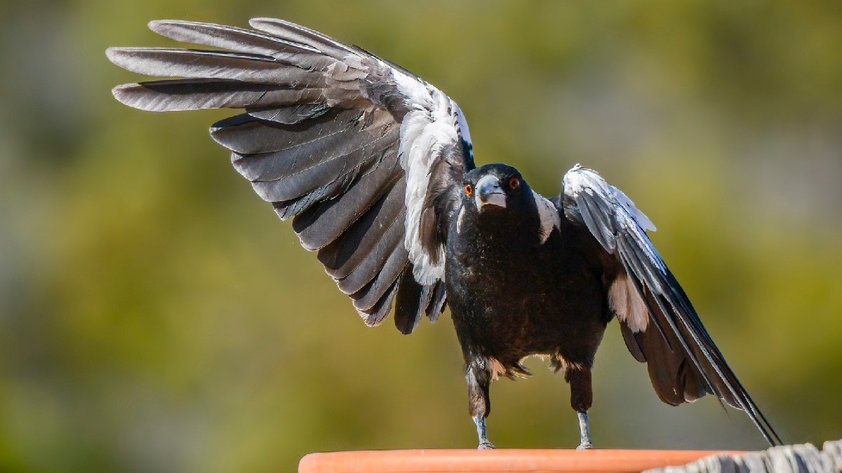 magpies