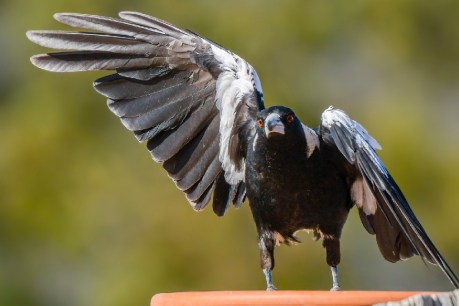 Spotify tunes up to deter swooping magpies