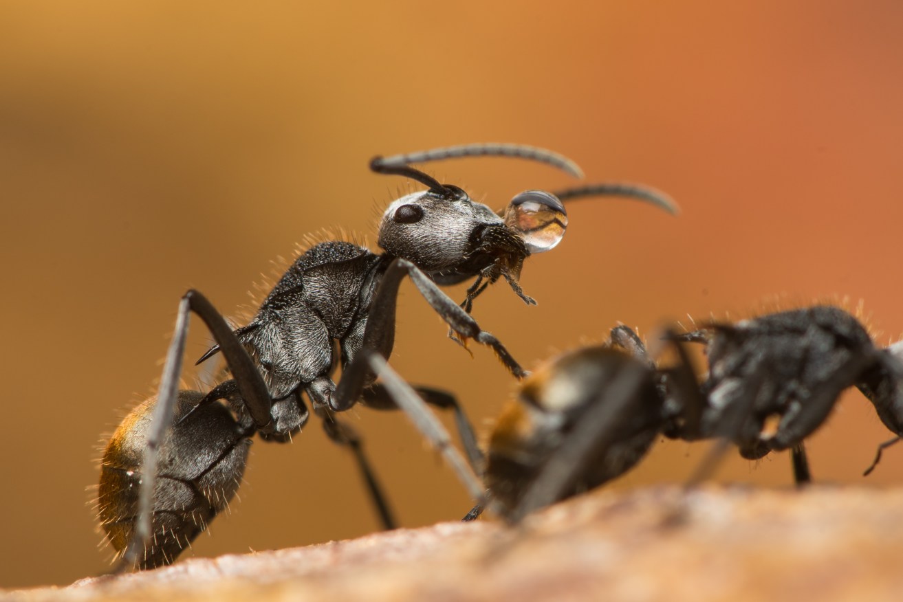 Scientists figure there are 20 quadrillion ants in the world, or 2.5 million for every human.