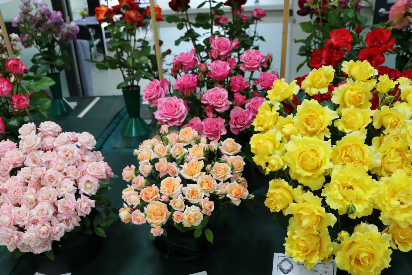 The Adelaide International Rose and Garden Expo will be held at the Adelaide Convention Centre on the weekend of October 28 to 30. 