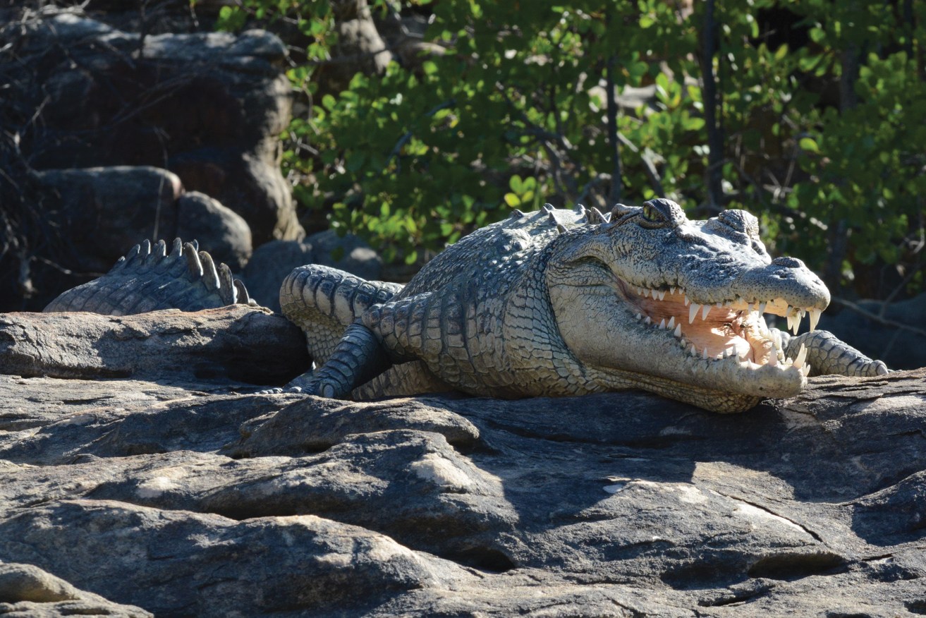 Proesutors allege the ADF was negligent in not warning soldiers about swimming in croc-infested waters.