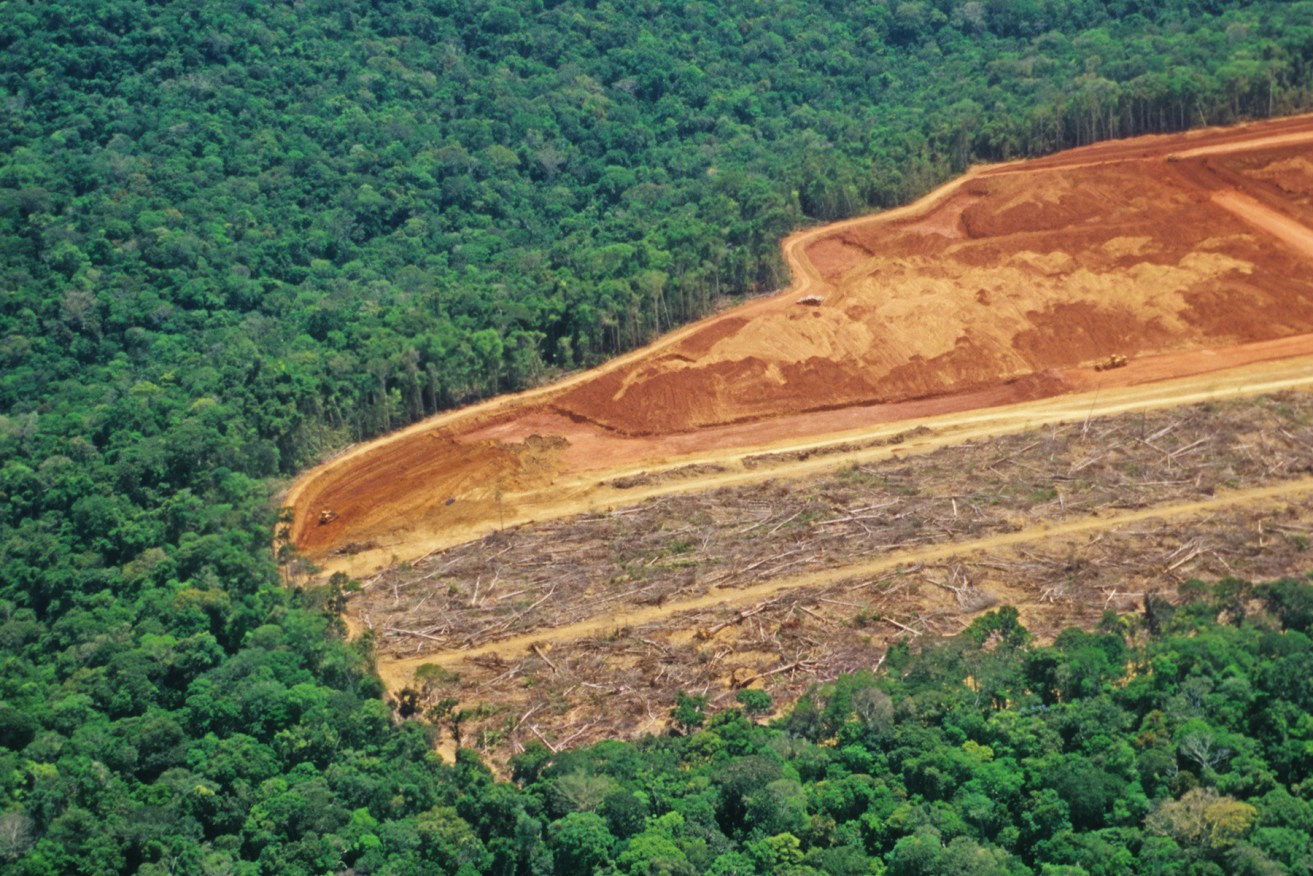 Close to 20 per cent of the Amazon's tropical rainforest has been destroyed over the past 50 years.