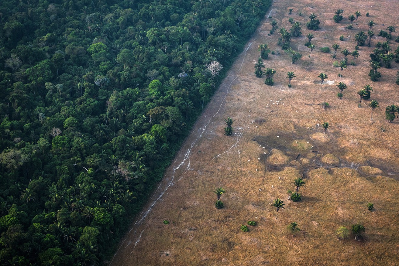 Sanada said a major reason for the expedition is to highlight the ecological plight of the Amazon. Photo: Getty