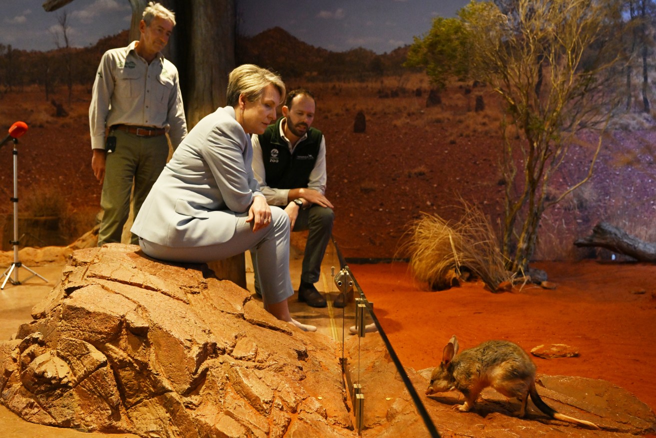 Minister for the Environment Tanya Plibersek admires a happy, healthy bilby in October, 2022. <i>Photo: AAP</i>