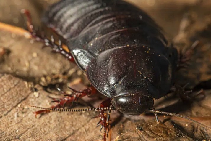 Big cockroach thought extinct found on island