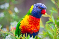 Aussie birds counted in bid to halt extinctions