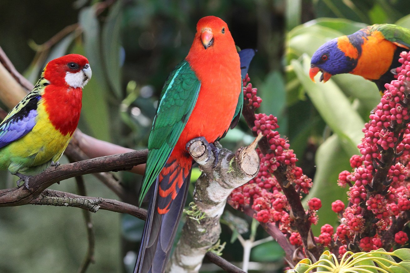 Bird lovers rejoice - the Aussie Bird Count takes flight next Monday.