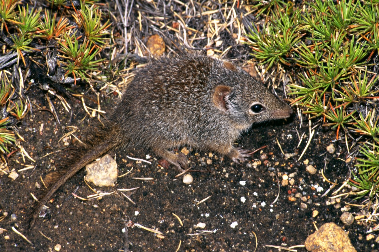 Rare marsupial released on WA island