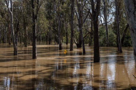 Food price warning as floods devastate farmers