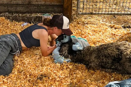 What is avian flu, the disease afflicting viral TikTok emu Emmanuel?