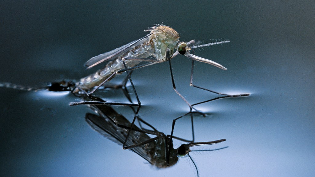 Pictured is a mosquito