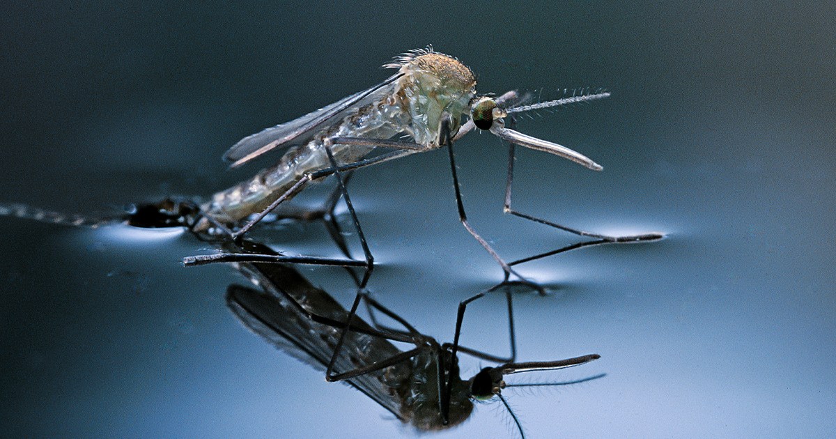 Mosquitoes love certain smells, that's how they find their victims