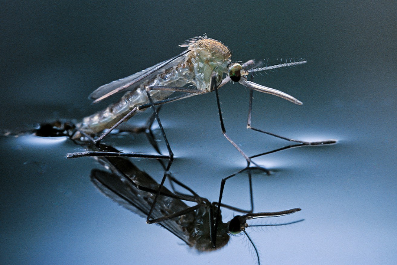 Mosquitoes breed in standing water, so less rain means less mosquitoes.
