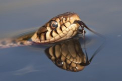 Snakes surface as another hazard of flood waters