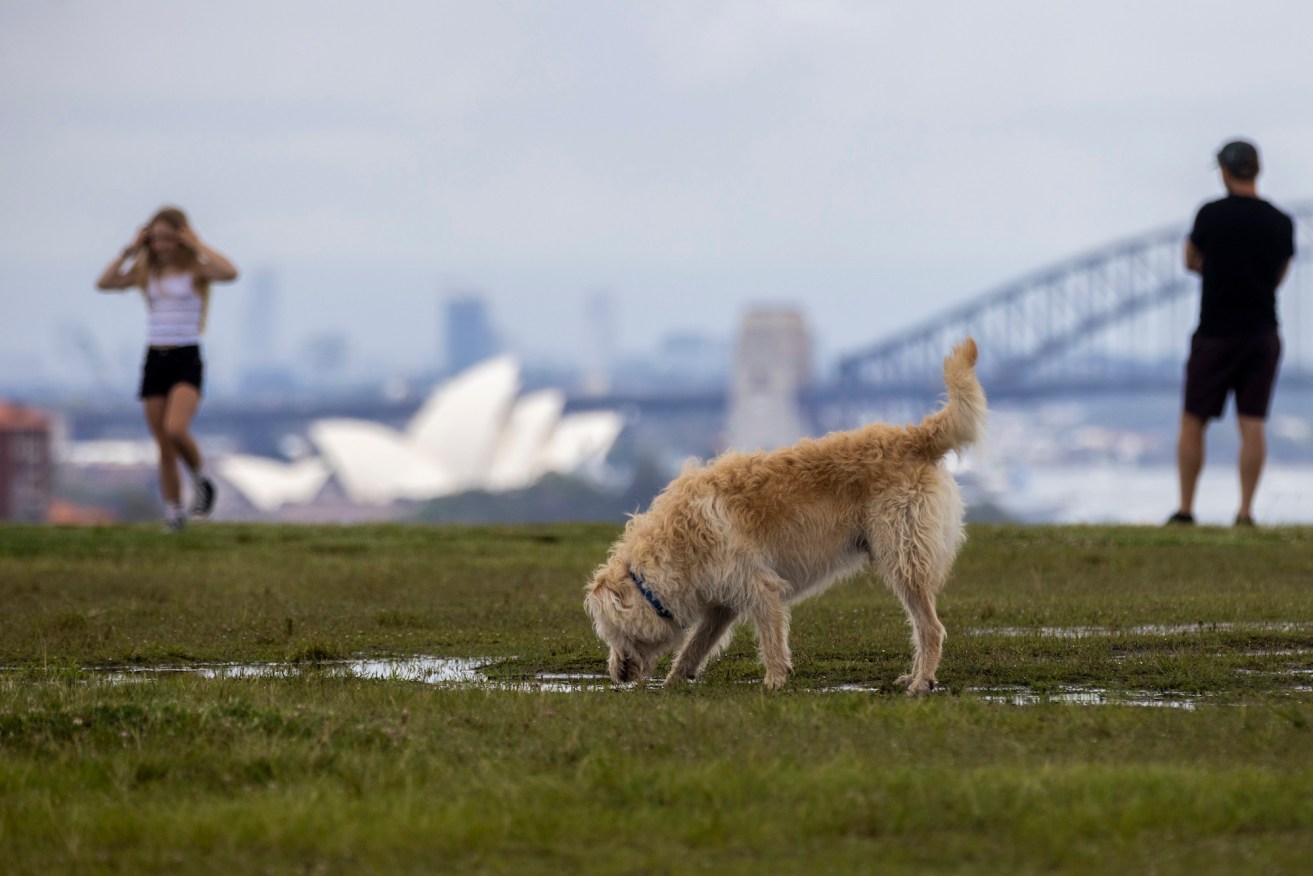 Vets are warning dog owners about leptospirosis. 