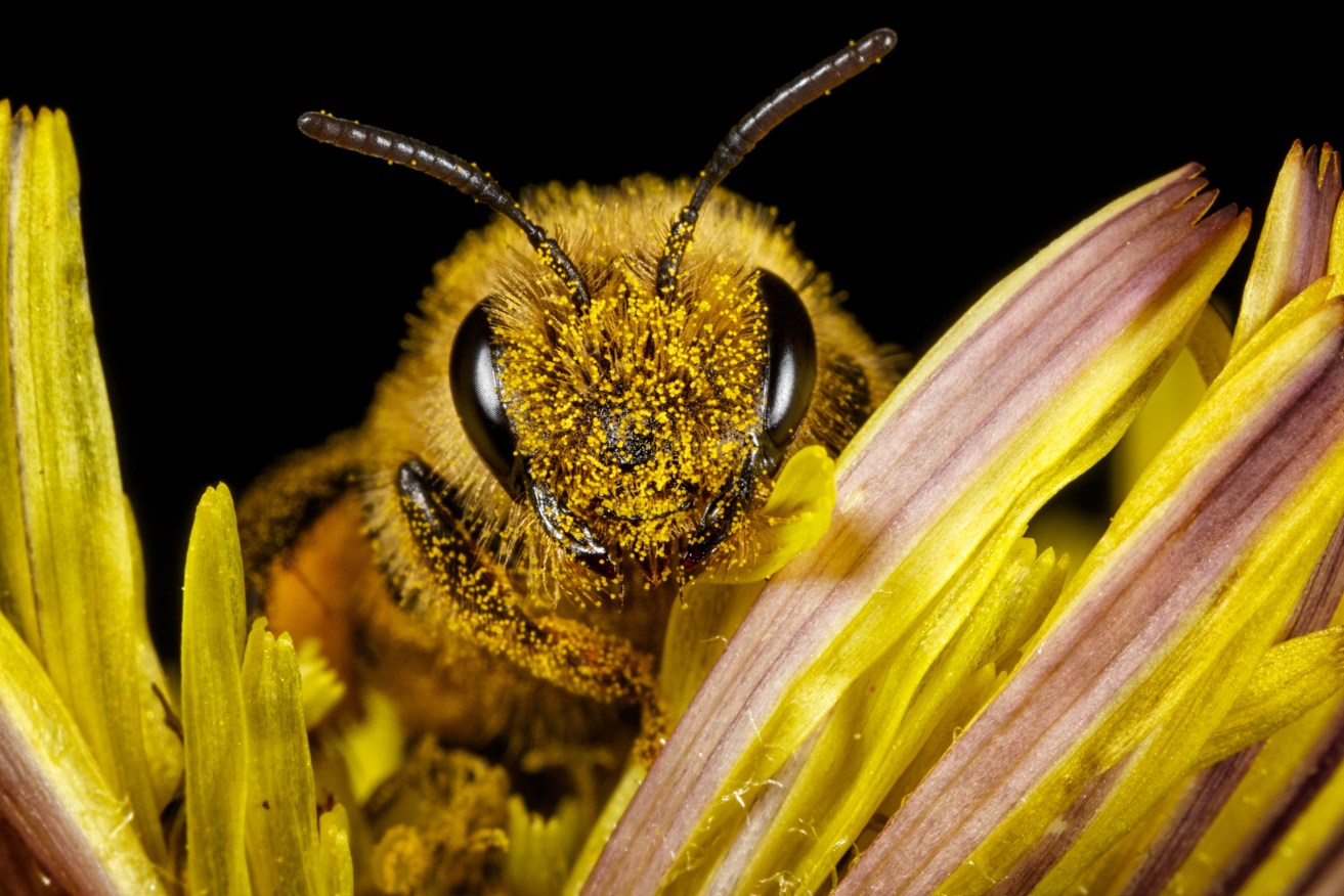 The positive electric charge on a bee's body pulls on pollen like a magnet pulls on iron filings. 