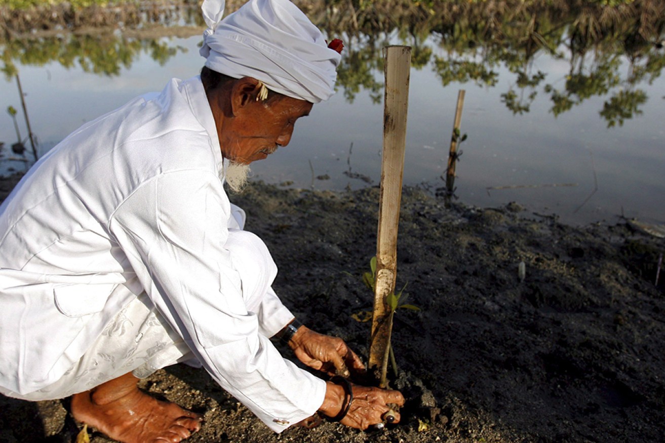 A report suggests climate pledges focus too much on land-based CO2 sinks such as tree planting.