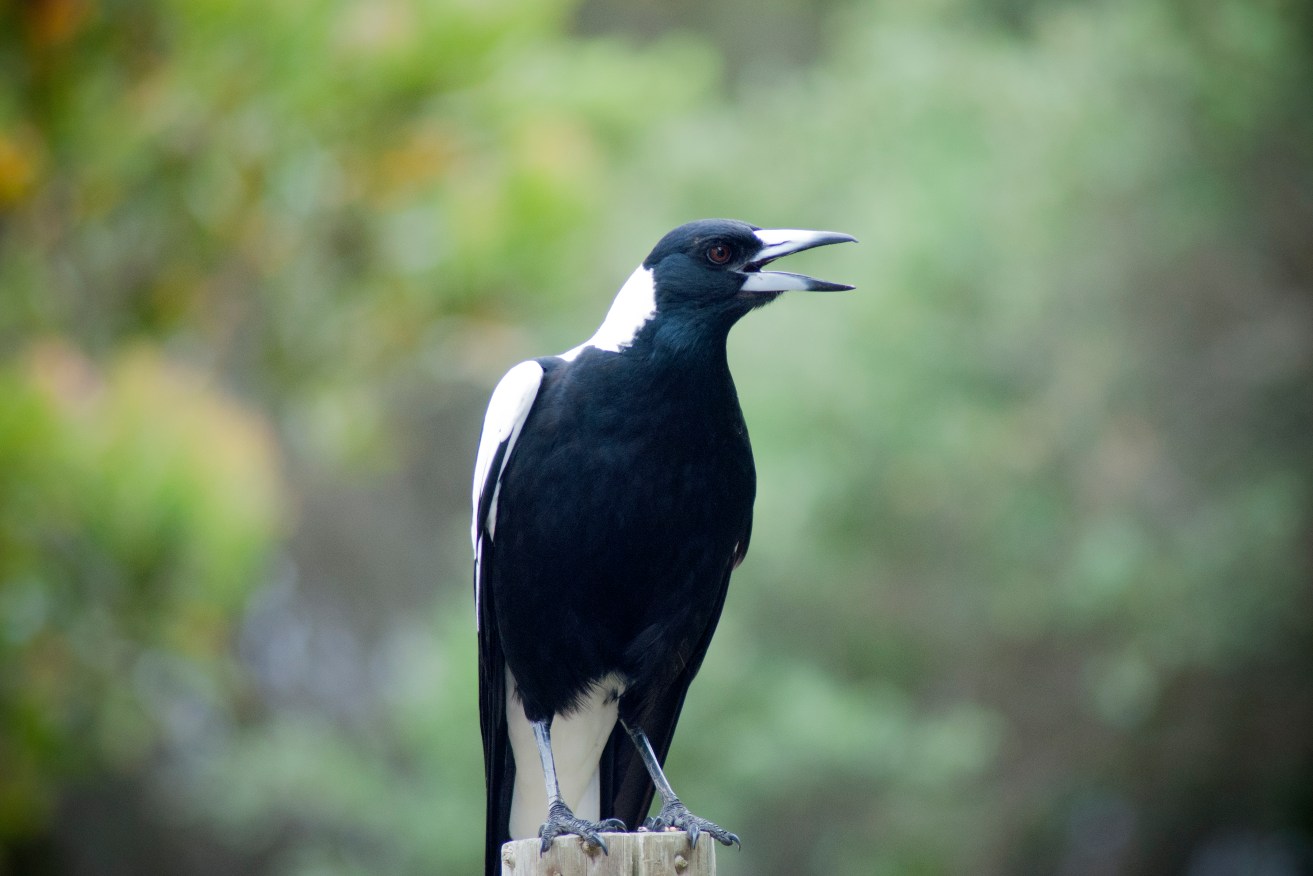 The passionate carolling of magpies and butcher birds are among the more beautiful songs of Australian birds. 