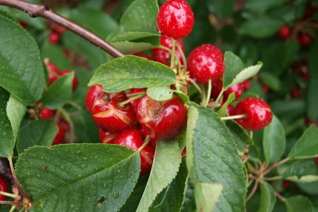 Christmas cherry prices look less than rosy