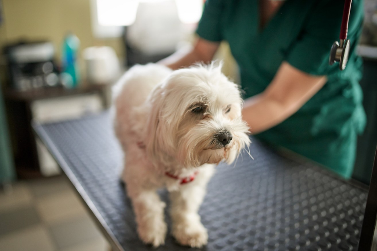 Paralysis tick bites can prove fatal for animals such as dogs.