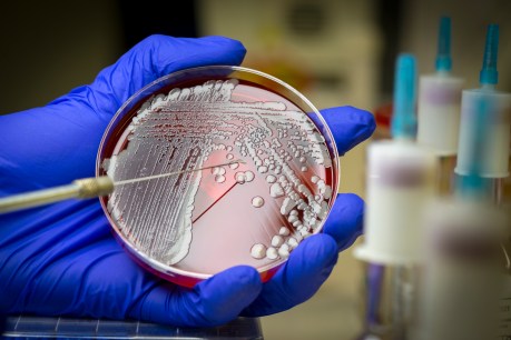 Monash hails clinical trial for ‘superbug’ killer