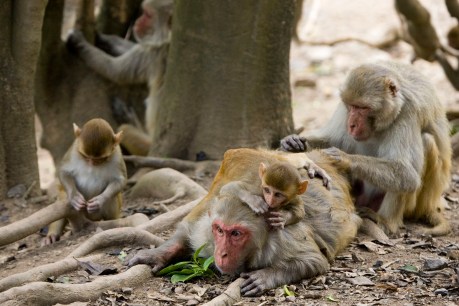 Friendly monkeys help gut health research