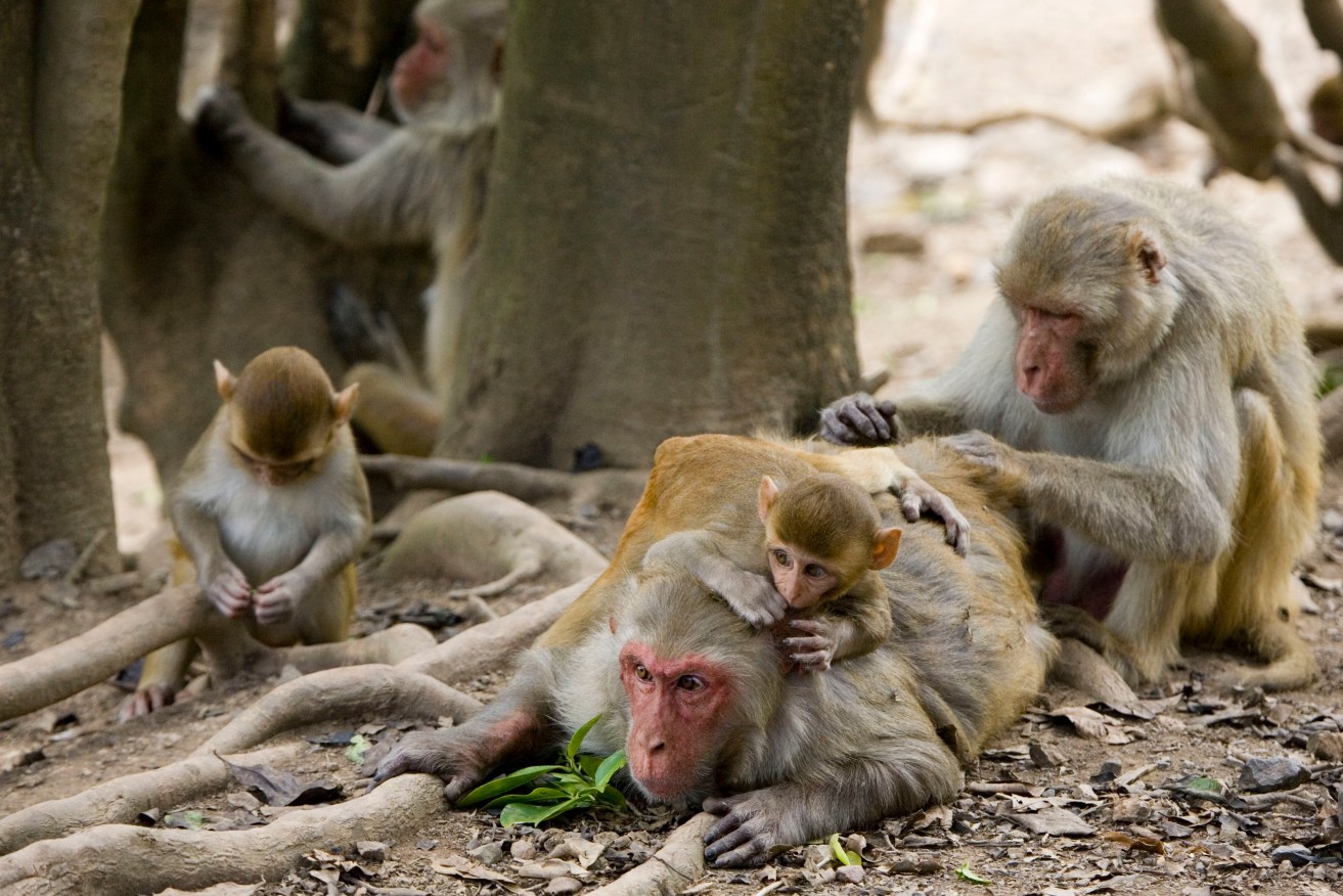 The NSW health department has issued a warning to travellers about being around foreign animals.