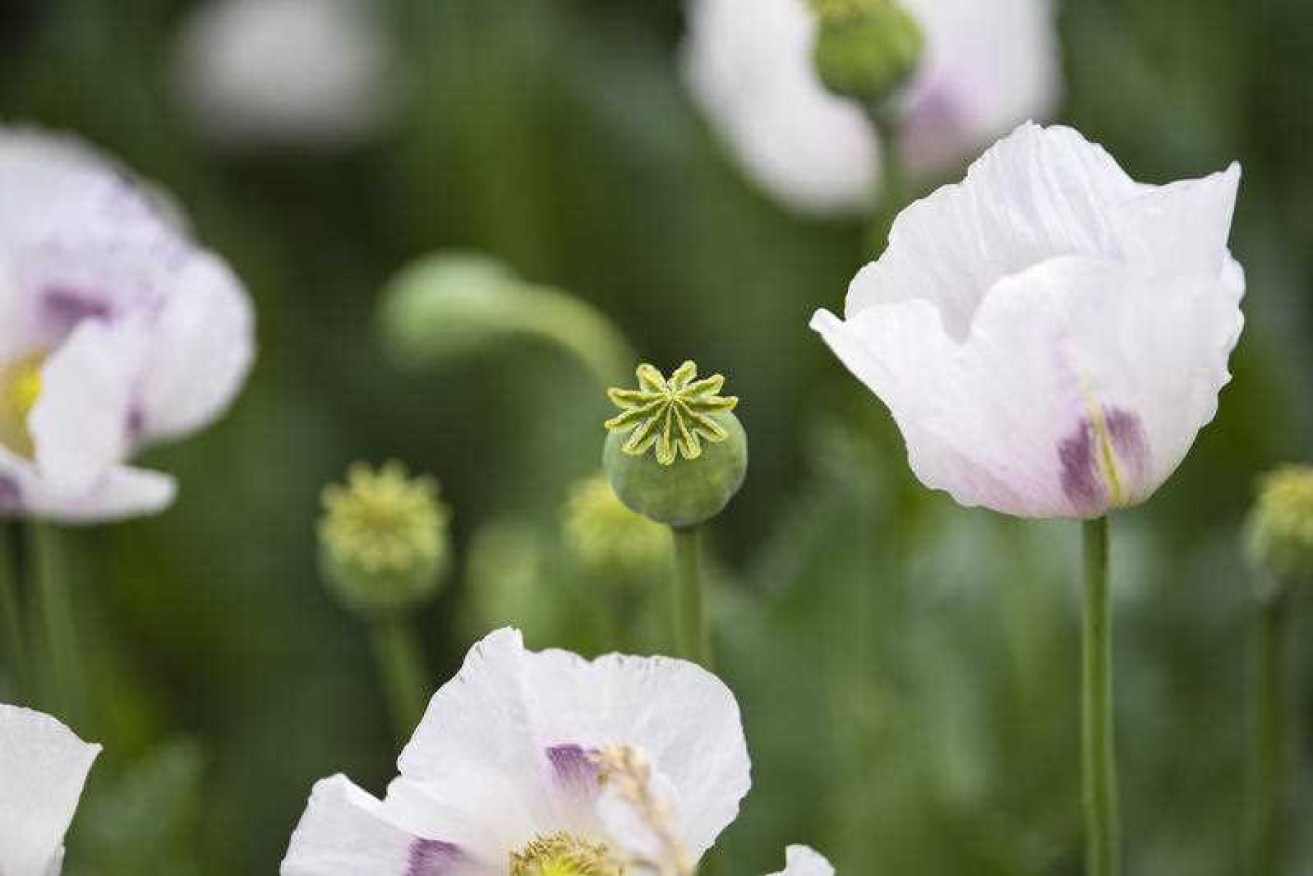 Poppies are used to make powerful pharmaceuticals as well as illegal drugs.