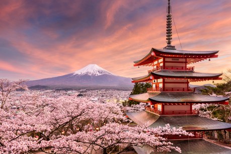See Japan blossom