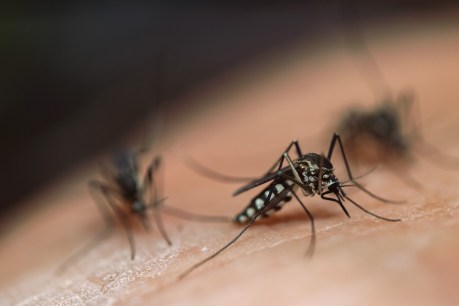  Mosquito plague makes life hell in flood-hit towns
