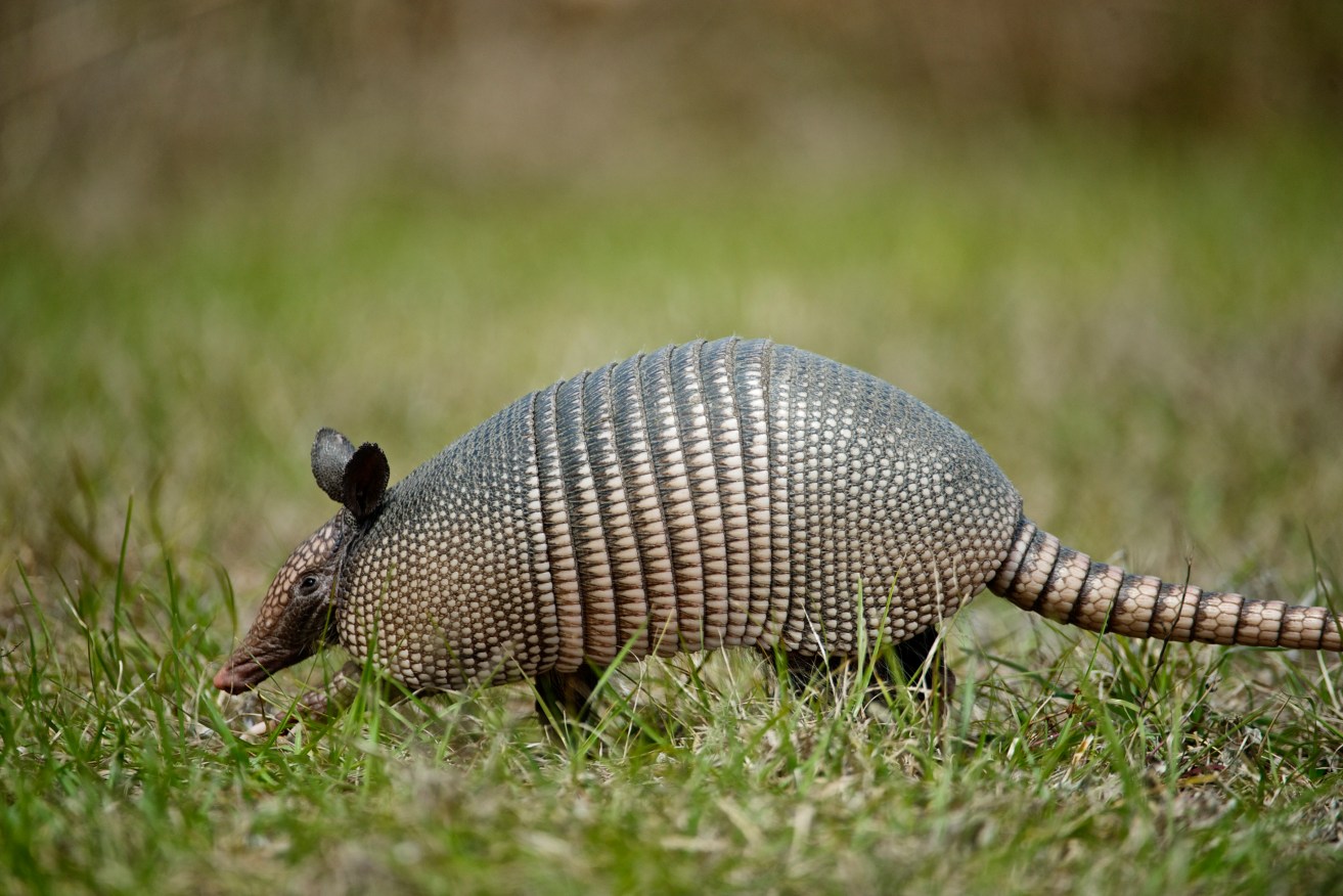 The leprosy bacteria boosted the size of livers in armadillos, but kept them healthy.   