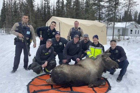 Moose rescued from Alaska basement