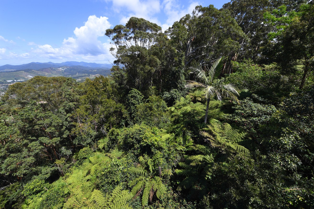 NSW's controversial Biodiversity Offsets Scheme is vulnerable to being manipulated, a review found.